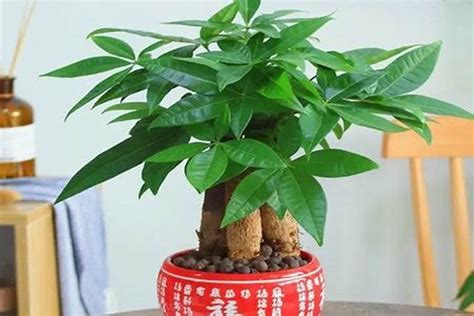 大叶植物风水|水养植物的有哪些风水作用？这5种水养植物不仅生旺催财，还有。